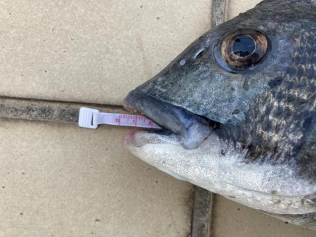 なぎさ公園チヌ黒鯛ヘチ釣り