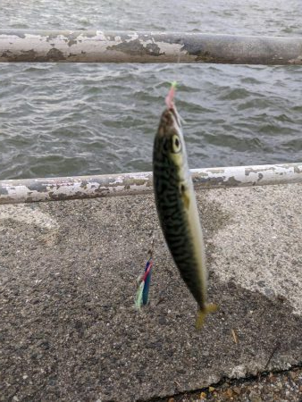 短時間の釣り　鯖サバ好調　ジグサビキ