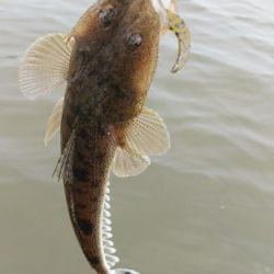 宮津マゴチ釣果