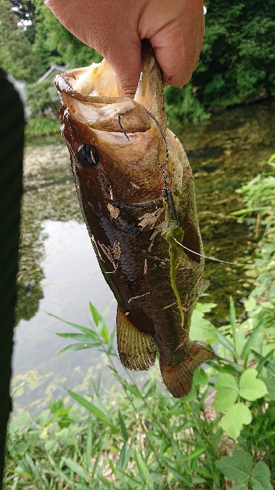 夏の釣り