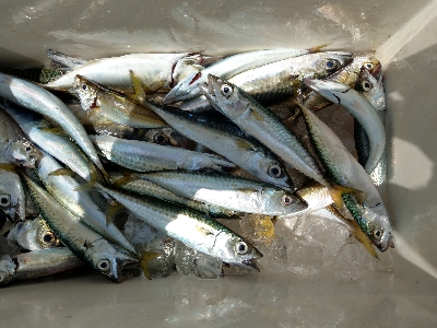 夏の釣り