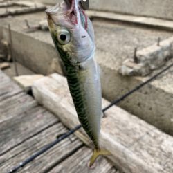 サバは釣れます。