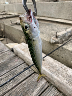 サバは釣れます。