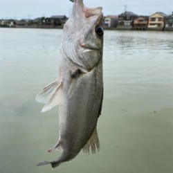 今日の釣果