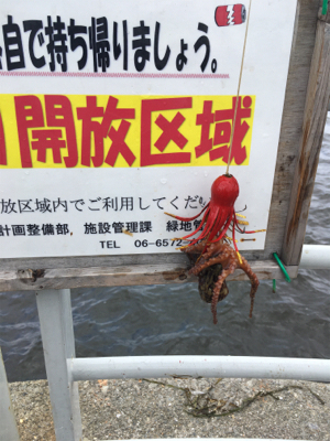 小サバの群れは消えたけど新子マダコはツヌケ