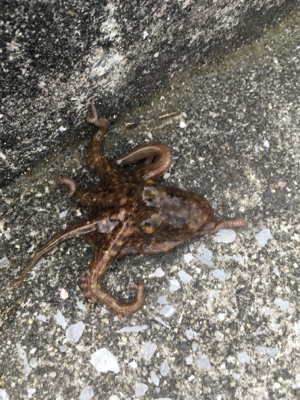 雨上がりのコスモでタコ調査