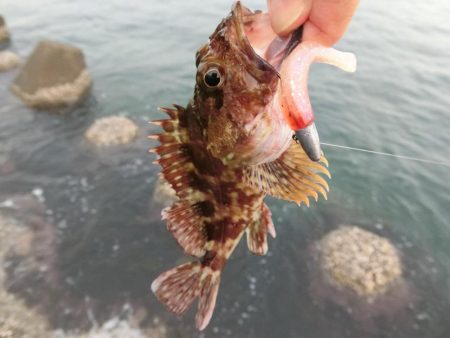 福井県でキジハタ・カサゴ・メバルを釣る！ルアーキャスティング＆スイミング穴釣りゲーム