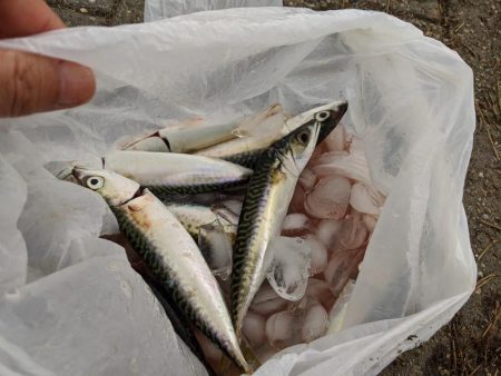 短時間の釣り　鯖サバ好調　ジグサビキ