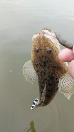 宮津マゴチ釣果