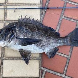 なぎさ公園チヌ黒鯛ヘチ釣り