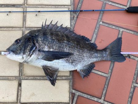 なぎさ公園チヌ黒鯛ヘチ釣り