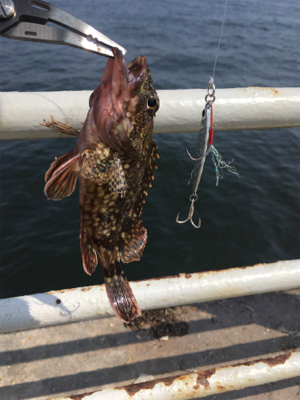 SLSで豆サバだけは爆釣。。。