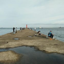 残り餌の消費で播磨新島へ