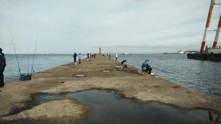 残り餌の消費で播磨新島へ