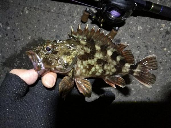 （2020/06/20 南港ヘチ釣り　 真チヌ43cm、キビレ、ガシラ 釣果有り）