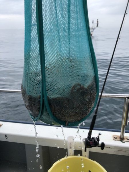 たかみ丸 釣果