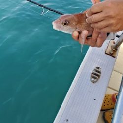 遊漁船　ニライカナイ 釣果