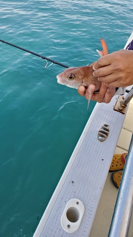 遊漁船　ニライカナイ 釣果