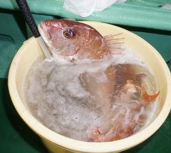 恵陽丸 釣果