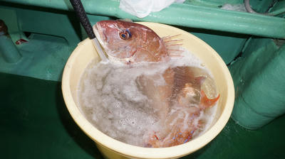 恵陽丸 釣果