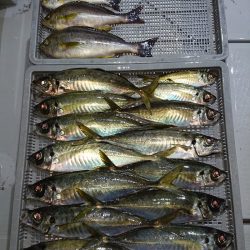 エンペラー 釣果