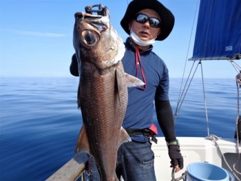 鯛紅丸 釣果