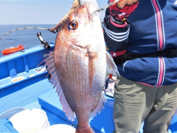 鯛紅丸 釣果