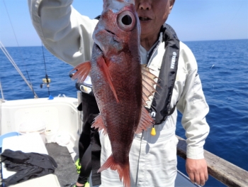 鯛紅丸 釣果