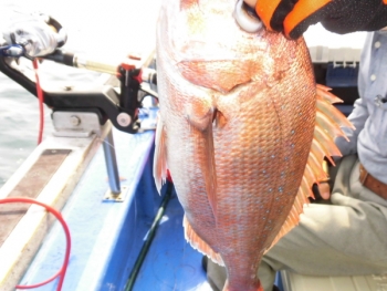 鯛紅丸 釣果