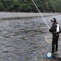 大井川（大井川(非)漁業協同組合） 釣果