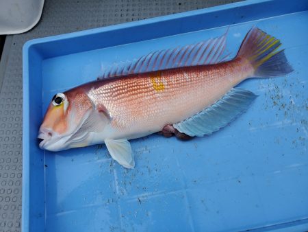 珀宝丸 釣果