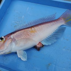 珀宝丸 釣果