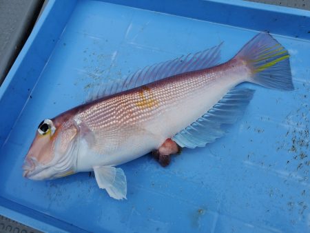 珀宝丸 釣果