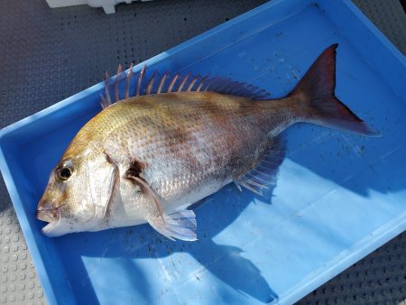 珀宝丸 釣果