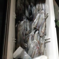 飛燕さくら丸 釣果