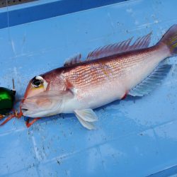 珀宝丸 釣果