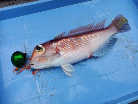 珀宝丸 釣果