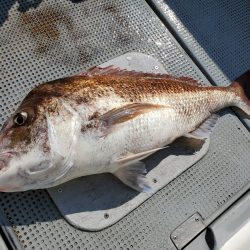 珀宝丸 釣果