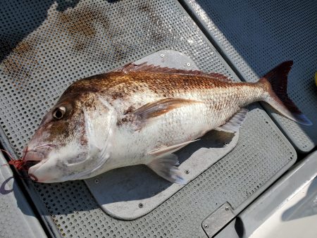 珀宝丸 釣果