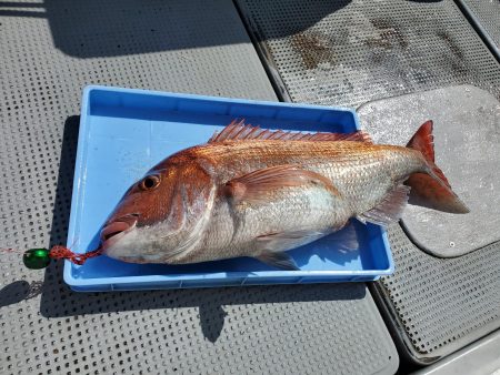 珀宝丸 釣果