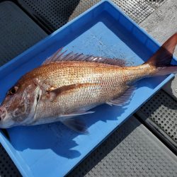 珀宝丸 釣果