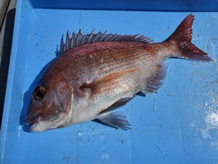 珀宝丸 釣果