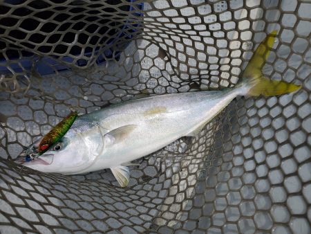 珀宝丸 釣果