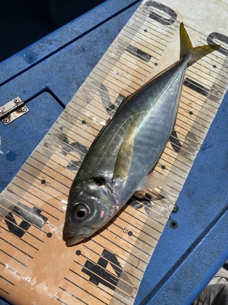 夢丸 釣果