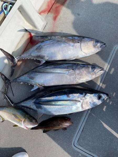 へいみつ丸 釣果