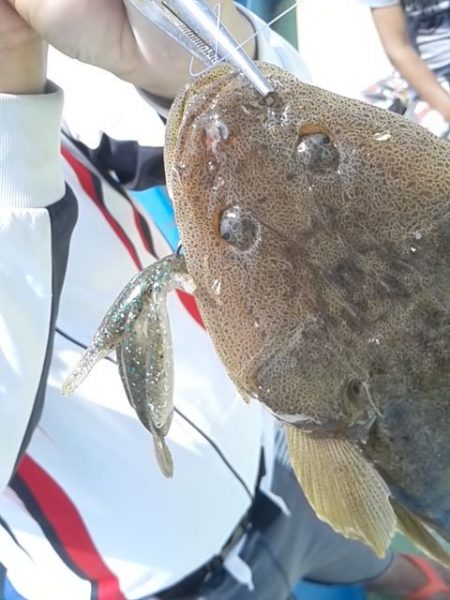 さわ浦丸 釣果