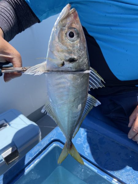 夢丸 釣果