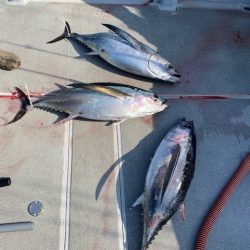 へいみつ丸 釣果