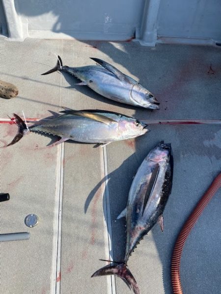 へいみつ丸 釣果