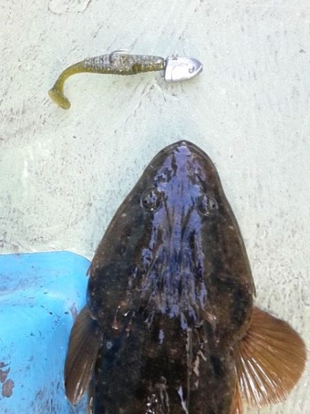 さわ浦丸 釣果